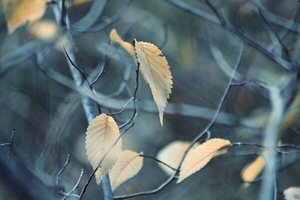 Die Natur. Ahornblatt im Freien