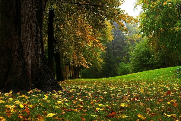 Park. Gelbe und rote Blätter auf grünem Gras