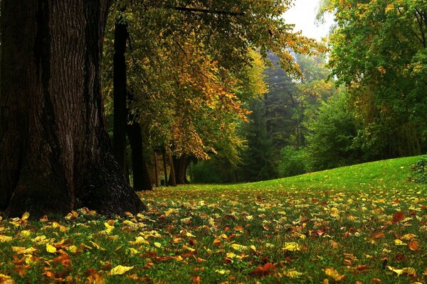 公园。 绿色草地上的黄色和红色叶子