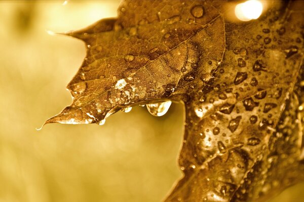 Hoja de otoño de arce con gotas de agua