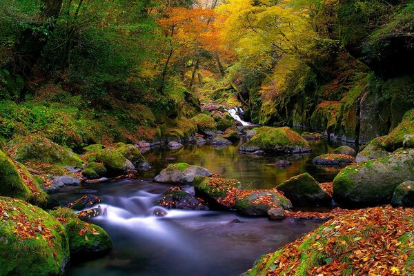 The screensaver is late autumn . Autumn forest with a small river