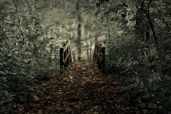 An old wooden bridge in an overgrown forest