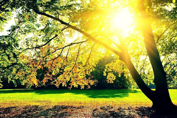 Muster eines Baumes im Herbst auf dem Hintergrund der Sonne