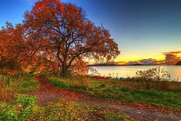 Landscape of an autumn tree on the river bank