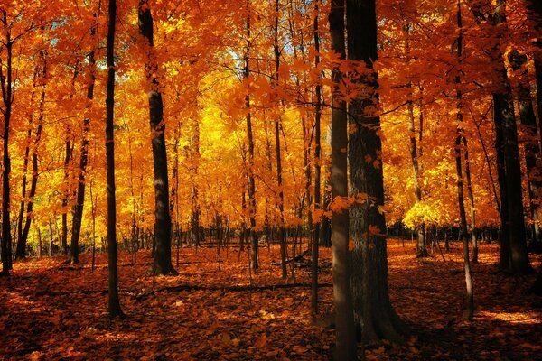 Beautiful autumn forest in orange tones