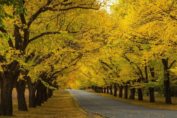 Die Straße entlang, an der die Herbstbäume liegen