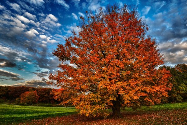 Herbstlandschaft mit Baum und Wolken