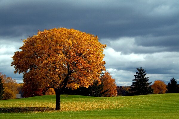 Herbst Baumlandschaft auf einem Hintergrund von Wolken