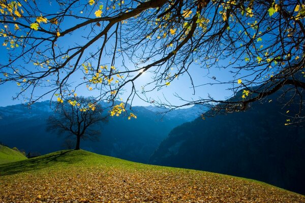 Malerische Herbstbaum-Landschaft