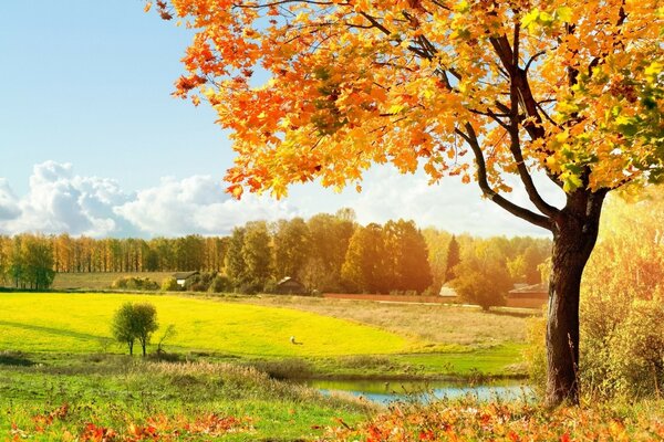 Schöne Aussicht auf bunte Herbstbäume