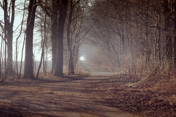 Herbstliche Waldlandschaft im Nebel