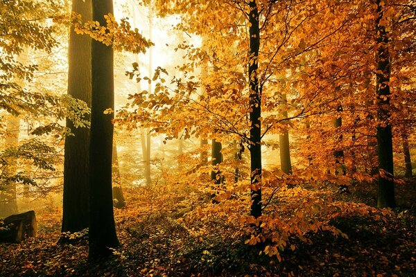 Autumn forest. Bright colors of leaves