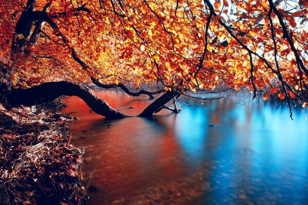 Herbstbäume hängen über dem Fluss