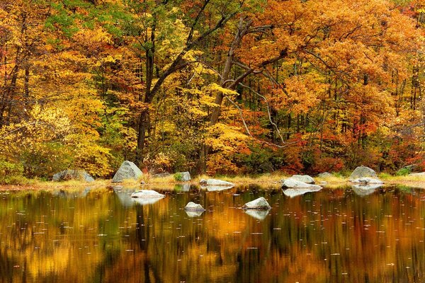 Ein Spiegelbild des schönen Waldes im Fluss