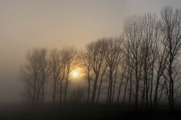 Herbstnebel im Wald