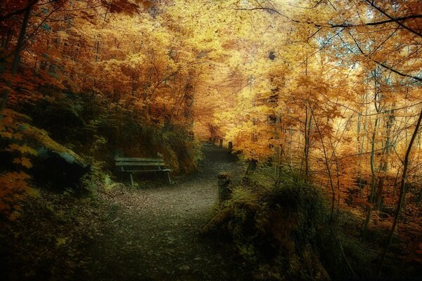 Banco verde en el bosque de otoño