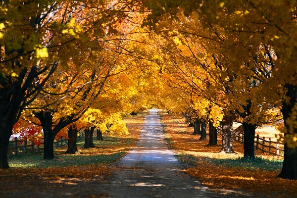 Camino entre los árboles caídos de otoño