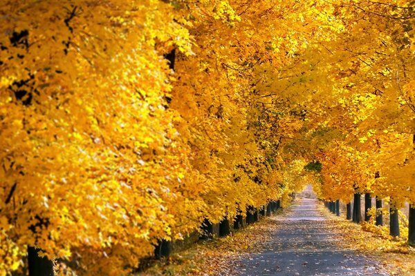 Alley in the autumn park. Yellow trees