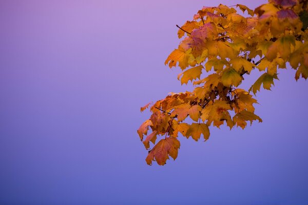 Brillante naturaleza otoño Escritorio