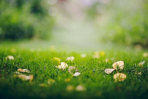 Lawn with fallen autumn leaves