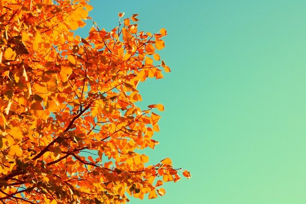 Fiery leaves of trees on an emerald background