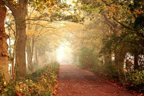 Camino entre los árboles en el bosque