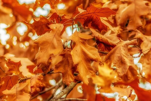 Autumn leaves are yellow