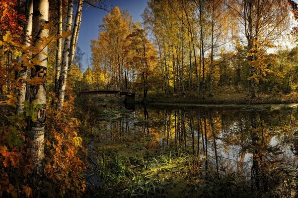 Otoño en un estanque con abedules