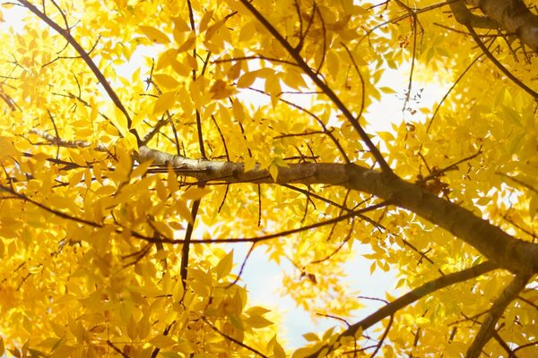 Sky through yellow autumn leaves