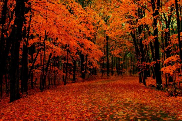 Floresta de outono com folhas vermelhas nas árvores e no chão