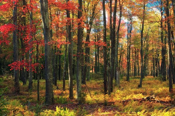 Crosiv giorno d autunno nella foresta