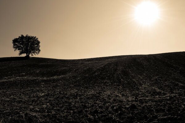 Dunkle Felder und ein Baum in der Ferne vor dem Hintergrund der Sonne