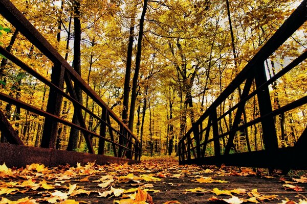 Foglia di legno autunno albero