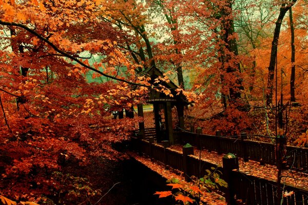 Bosque de otoño. Árboles visten trajes brillantes