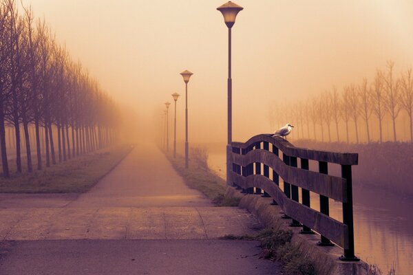 Brumoso camino de otoño al amanecer