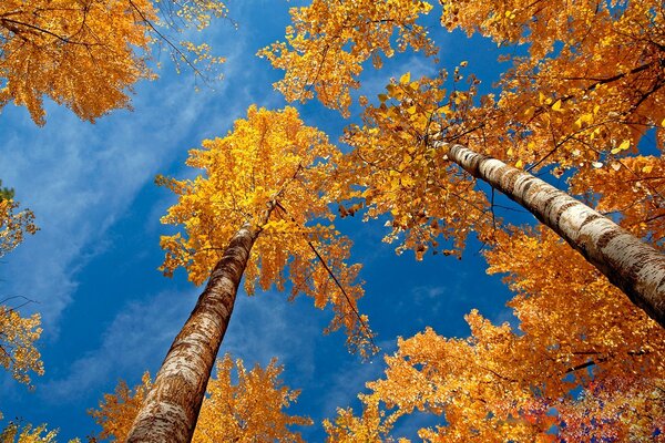 Les feuilles sur les bouleaux sont déjà jaunies