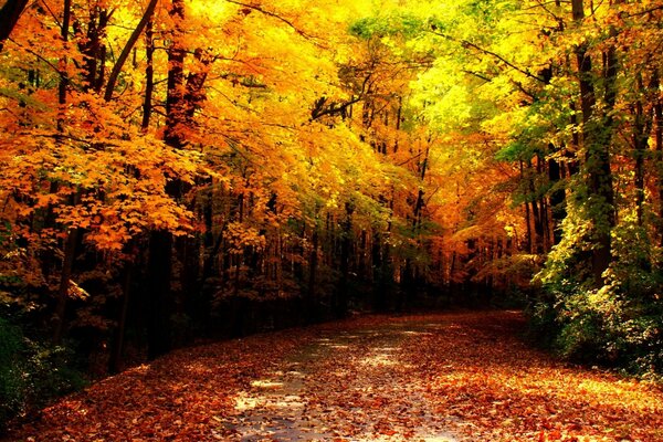 Autumn trees are crowding in the forest and talking, making noise with their foliage