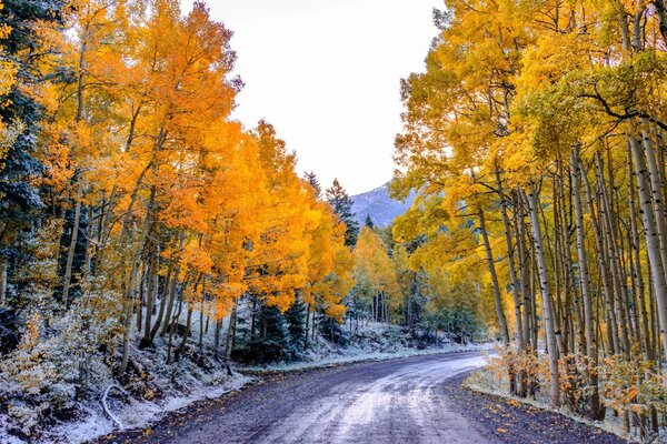 Strada attraverso la pittoresca foresta autunnale