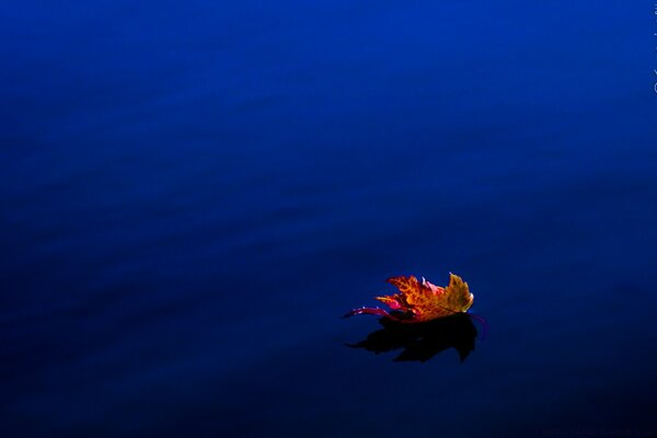 A leaf floating in the ocean