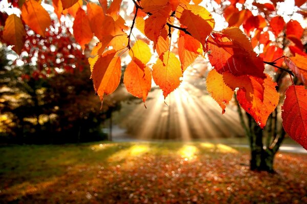 The rays of the sun in the autumn tree