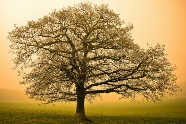 Tree Autumn landscape dawn