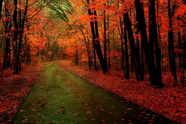 Allée d automne avec des feuilles rouges sur le sol