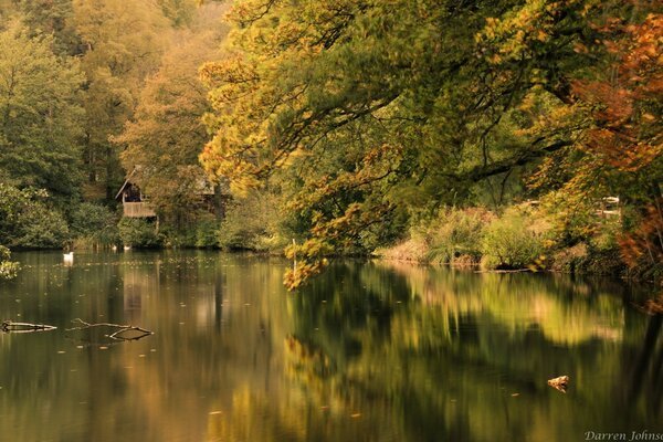 Die natürliche Schönheit von Bäumen und Wasser