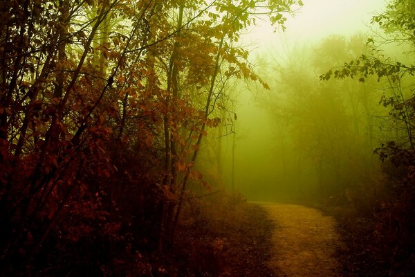 La niebla envuelve el bosque de la noche