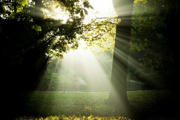 Nature automne brouillard bureau