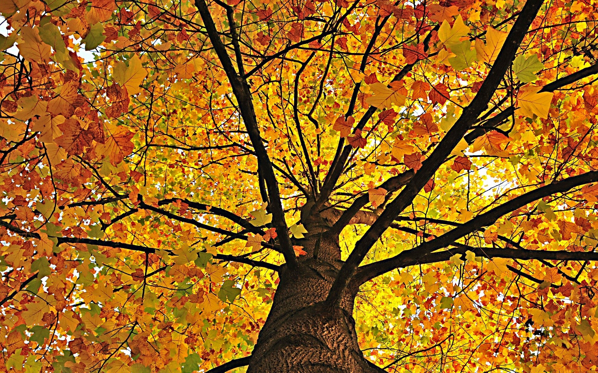 autunno autunno foglia acero albero stagione legno ramo oro natura luminoso parco cambiamento di colore sole bel tempo paesaggio scena paesaggio