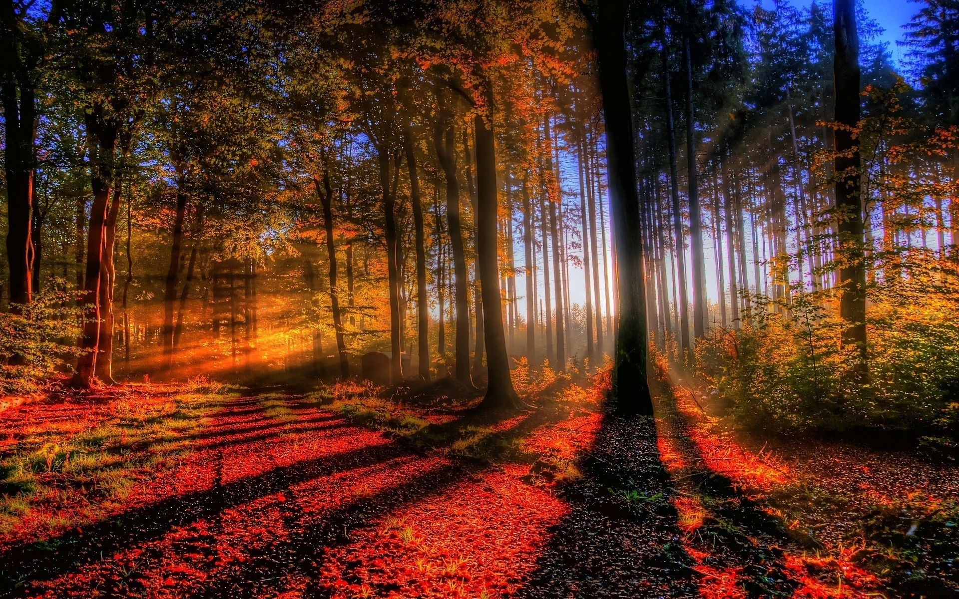 otoño árbol madera paisaje otoño naturaleza hoja luz amanecer parque sol guía temporada carretera niebla