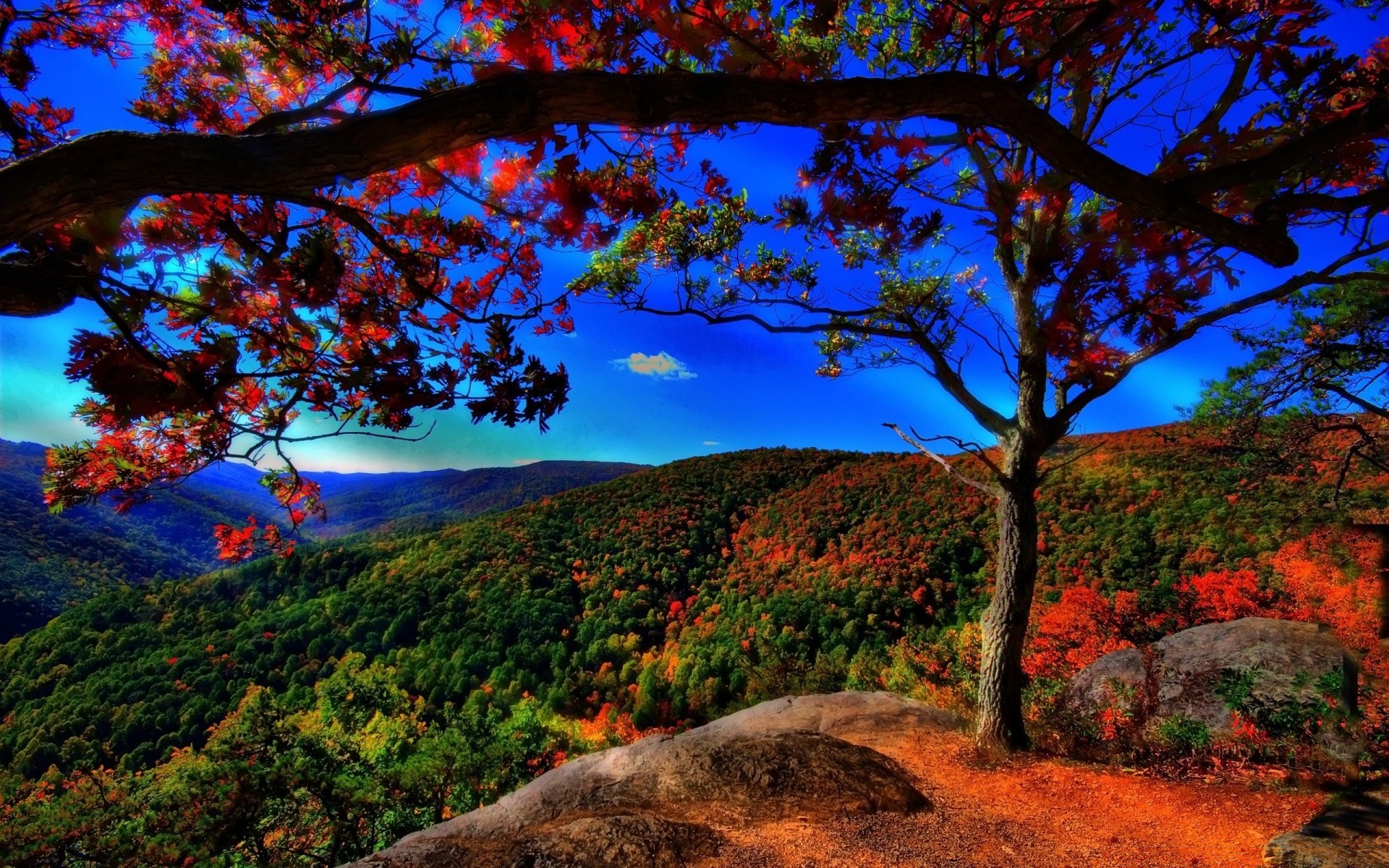 otoño árbol paisaje hoja naturaleza otoño madera escénico al aire libre amanecer parque cielo rama montaña noche puesta del sol viajes