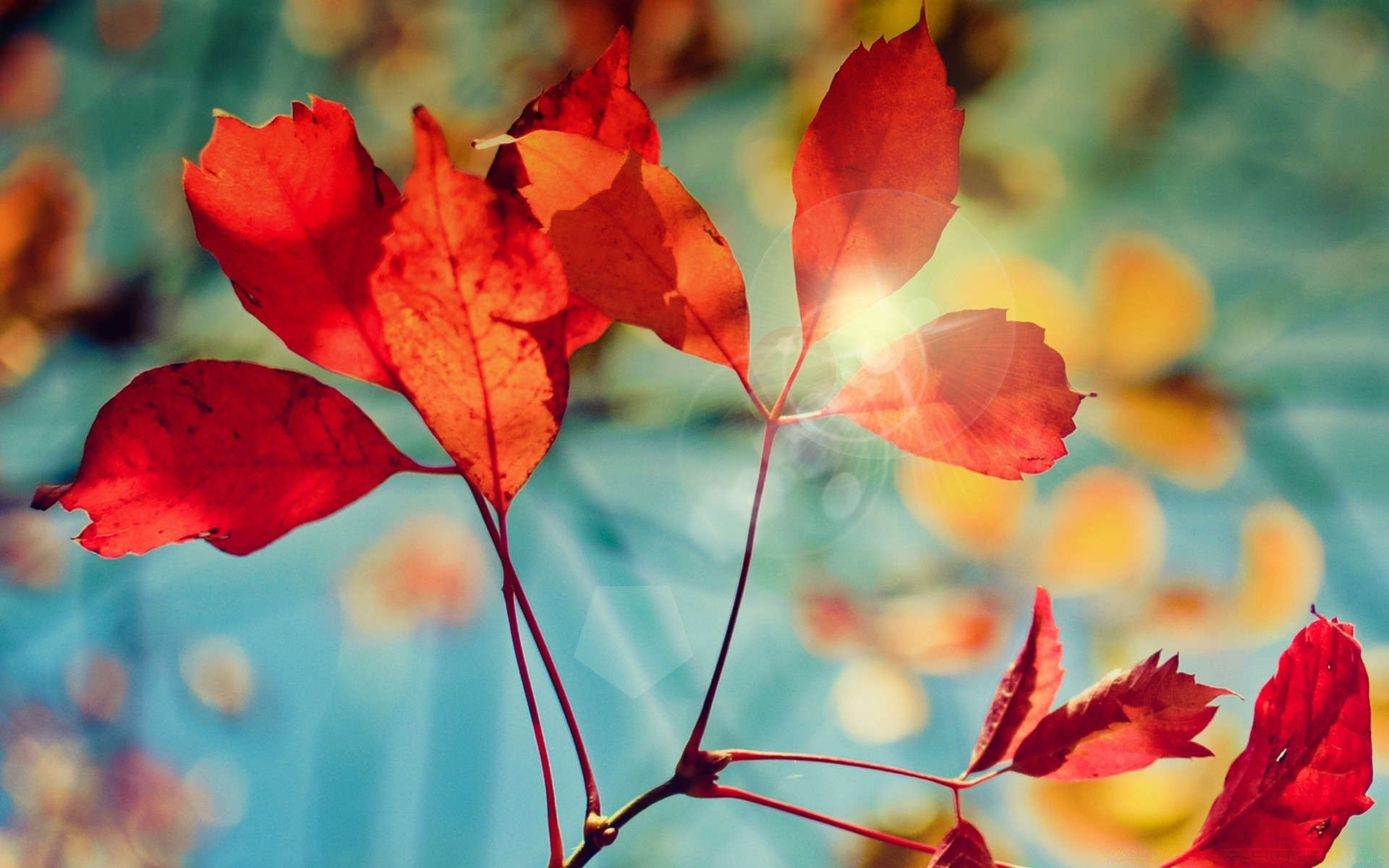 herbst blatt natur herbst flora hell farbe im freien jahreszeit sommer blume garten baum gutes wetter wachstum