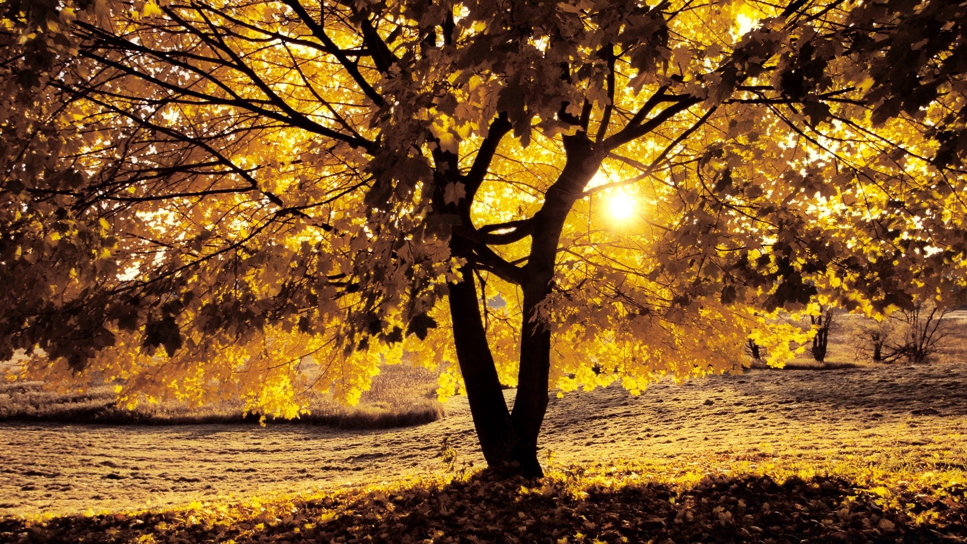 autunno autunno albero foglia parco stagione paesaggio legno ramo natura acero oro scenico bel tempo paesaggio all aperto ambiente guida sole alba